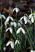 GALANTHUS X VALENTINEI