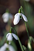 GALANTHUS X VALENTINEI