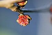 PARROTIA PERSICA