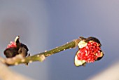 PARROTIA PERSICA