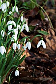 GALANTHUS ATKINSII