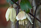 CLEMATIS CIRRHOSA VAR BALEARICA