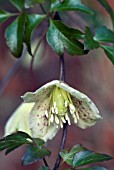 CLEMATIS CIRRHOSA VAR BALEARICA