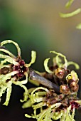 HAMAMELIS PRIMAVERA