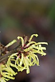 HAMAMELIS PRIMAVERA