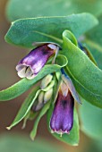 CERINTHE MAJOR PURPURASCENS