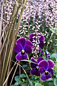 WINTER INTEREST - VIOLA WITH HEATHER AND GRASS