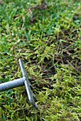 RAKING MOSS FROM THE LAWN