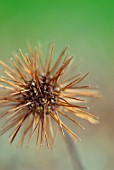 ACAENA BLUE HAZE SEED BURR