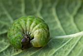 CATERPILLAR OF SKIPPER BUTTERFLY