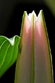 LILY BUD EMERGING