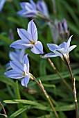 IPHEION UNIFLORUM WISLEY BLUE