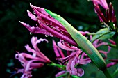 NERINE BOWDENII,  IN BUD