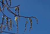 STACHYURUS PRAECOX