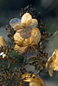 HYDRANGEA PANICULATA