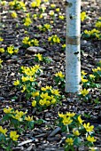 BETULA UTILIS UNDERPLANTED WITH ERANTHIS HYEMALIS