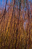 CORNUS - DOGWOOD STEMS IN SPRING