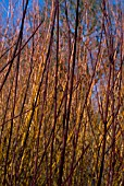 CORNUS - DOGWOOD STEMS IN SPRING