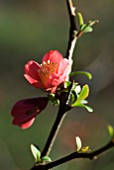 CHAENOMELES SPECIOSA