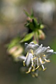 LONICERA FRAGRANTISSIMA