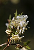 LONICERA FRAGRANTISSIMA