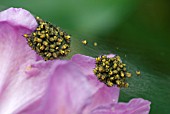 YOUNG EMERGING SPIDERS