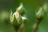 ROSE BUD