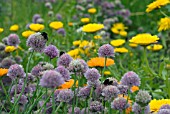 FLOWERING CHIVES ATTRACTING BEES