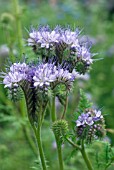 PHACELIA TANACETIFOLIUM