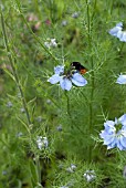 NIGELLA WITH BUMBLE BEE