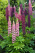 LUPINS