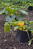 SLUG AND SNAIL PROTECTION FOR YOUNG COURGETTE