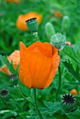 PAPAVER RHOEAS