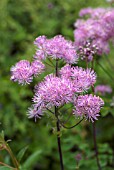 THALICTRUM AQUILEGIIFOLIUM