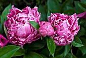 PAEONIA