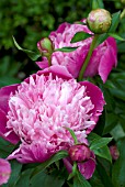 PAEONIA