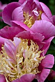 PAEONIA BOWL OF BEAUTY