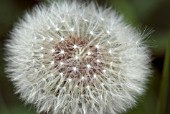 TARAXACUM OFFICINALE, SEEDHEAD