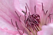 CLEMATIS HAGLEY HYBRID