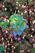CERINTHE MAJOR WITH HEUCHERA