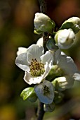 CHAENOMELES SPECIOSA NIVALIS