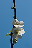 CHAENOMELES SPECIOSA NIVALIS