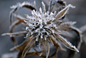 FROST CRYSTALS ON ERYNGIUM SEEDHEAD