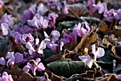 CYCLAMEN REPANDUM SUBSP. REPANDUM