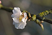 PRUNUS DULCIS MACROCARPA