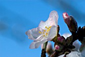 PRUNUS DULCIS MACROCARPA