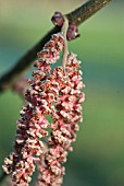 HAZELNUT CATKINS - CORYLUS PURPUREA