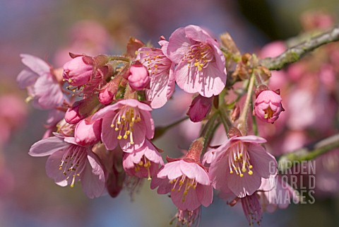 PRUNUS_KURSAR