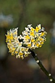 EDGEWORTHIA CHRYSANTHA