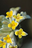 EDGEWORTHIA CHRYSANTHA